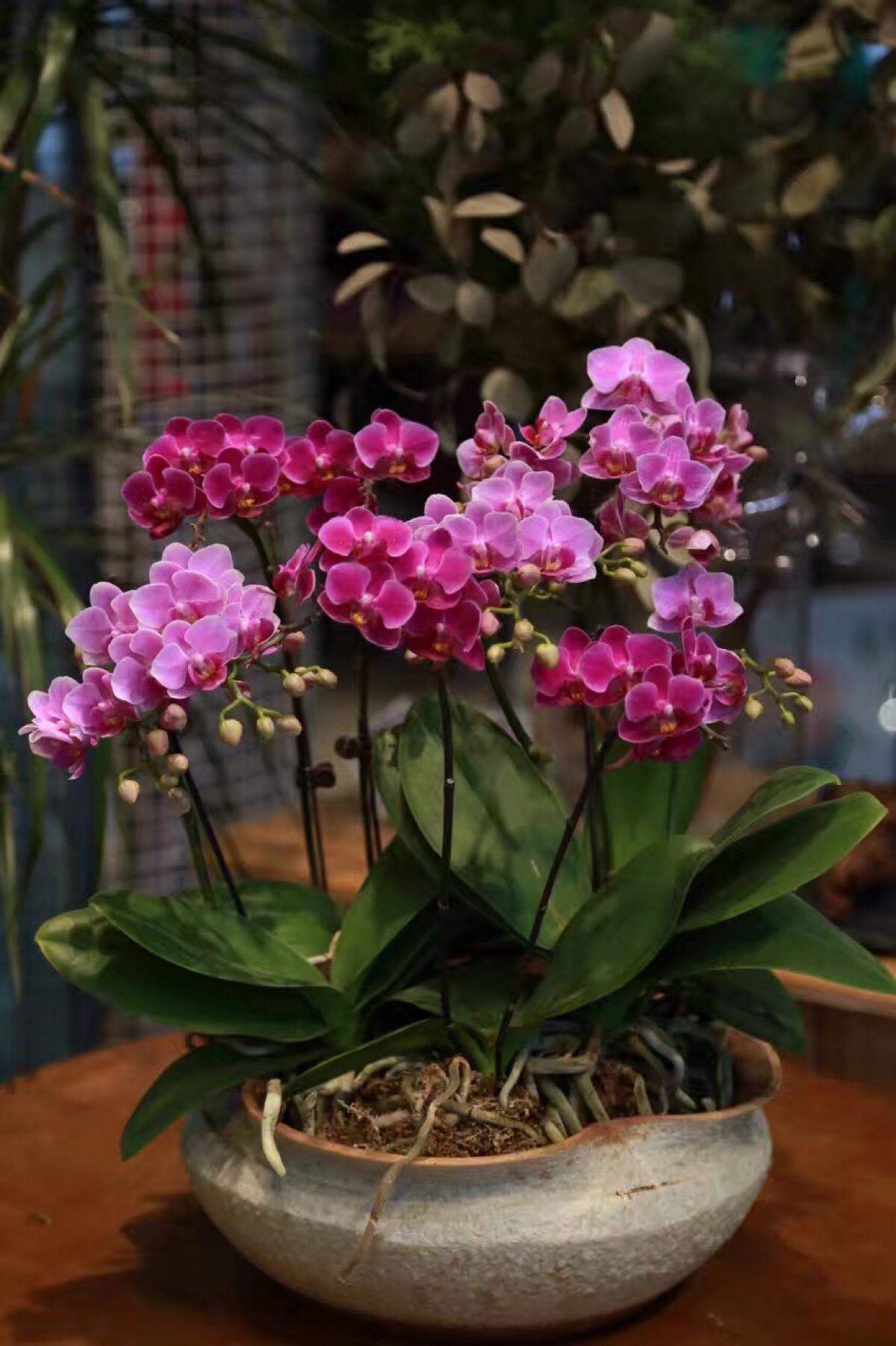 现在养,春节就开花的植物,你家有几种?