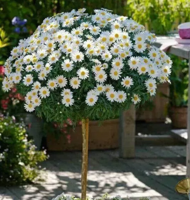 东篱园艺 多款非洲菊雏菊玛格丽特四季花卉室内盆栽阳台庭院6.