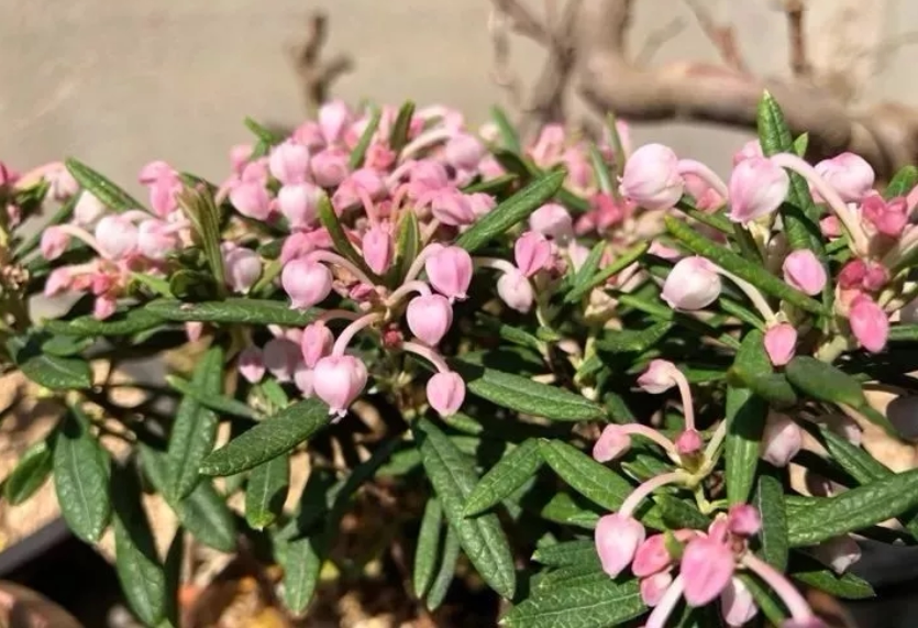 青姬木 青姬木,也叫姬石楠,是一种常绿灌木,国内