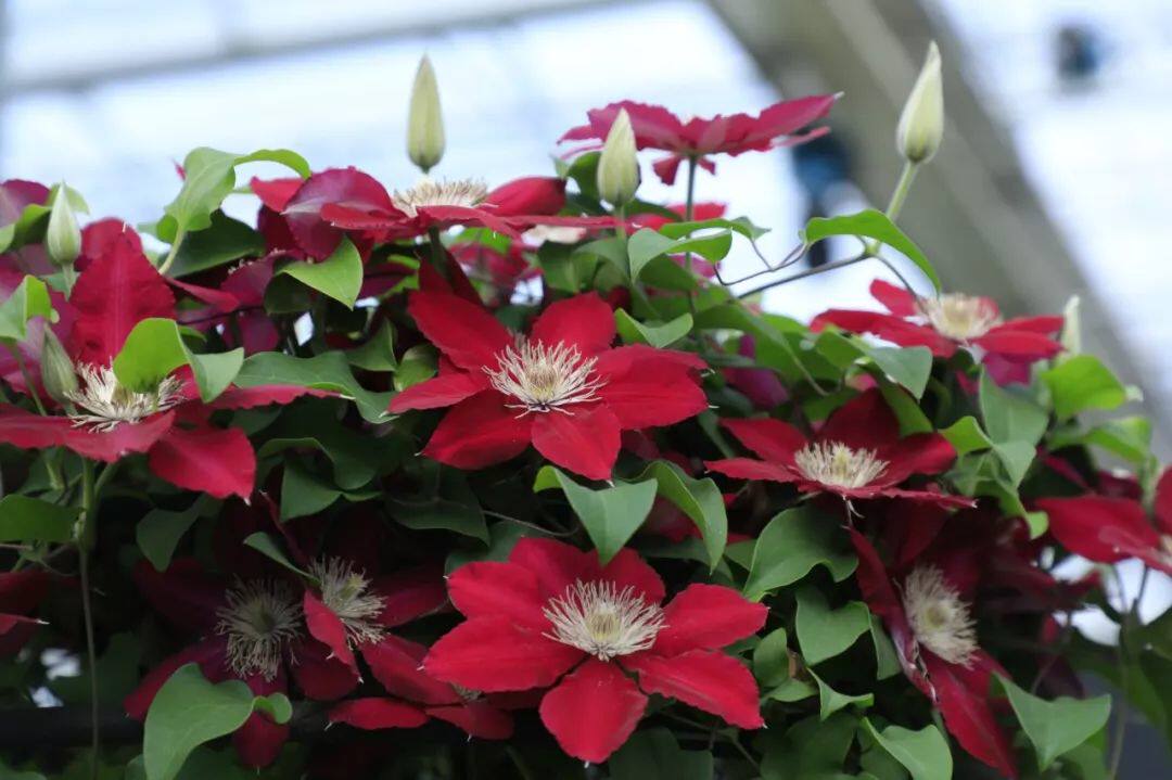 秋天最值得种的花卉盛开在铁丝上的莲花