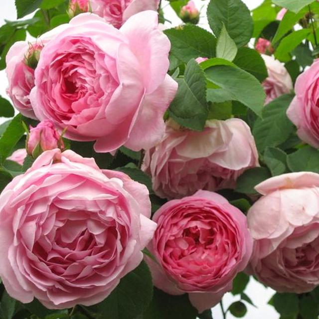 适合庭院的优秀灌木月季好养又勤花