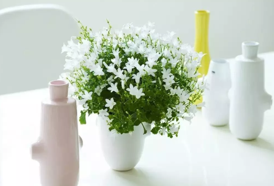 花量巨大,状似风铃的丹麦风铃,家居必备