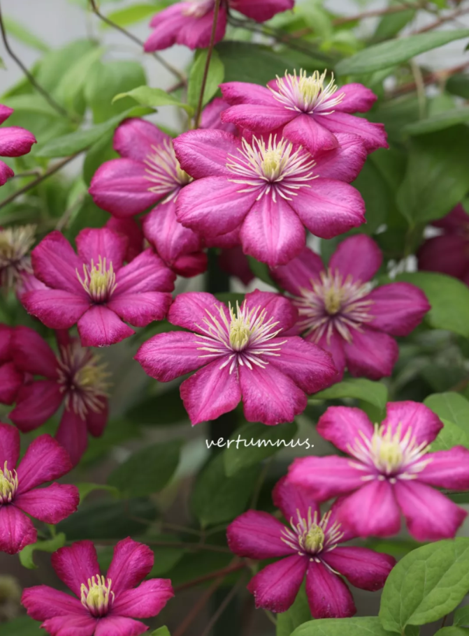 【晚花大花组】里昂村庄华沙女神如梦微光斯塔西蜥蜴塞姆洛克克拉它也