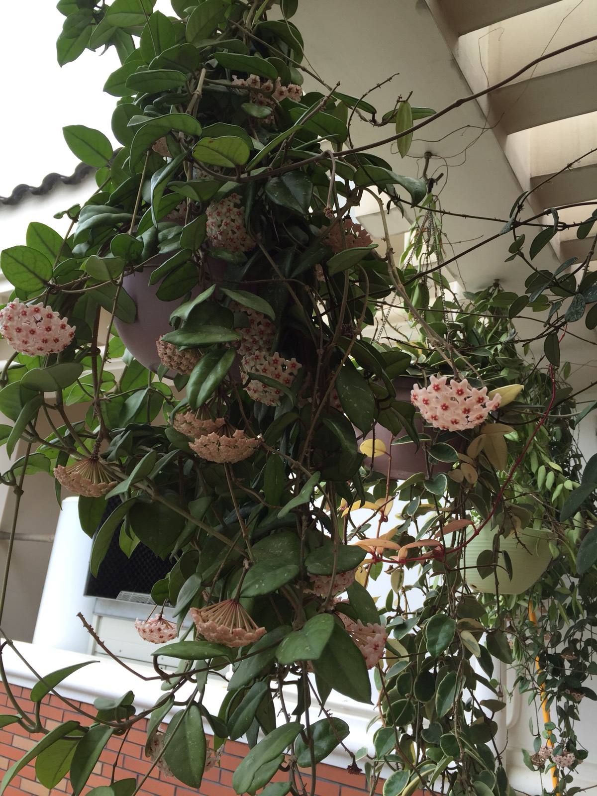 8种喜阴植物每一种都是北阳台的首选