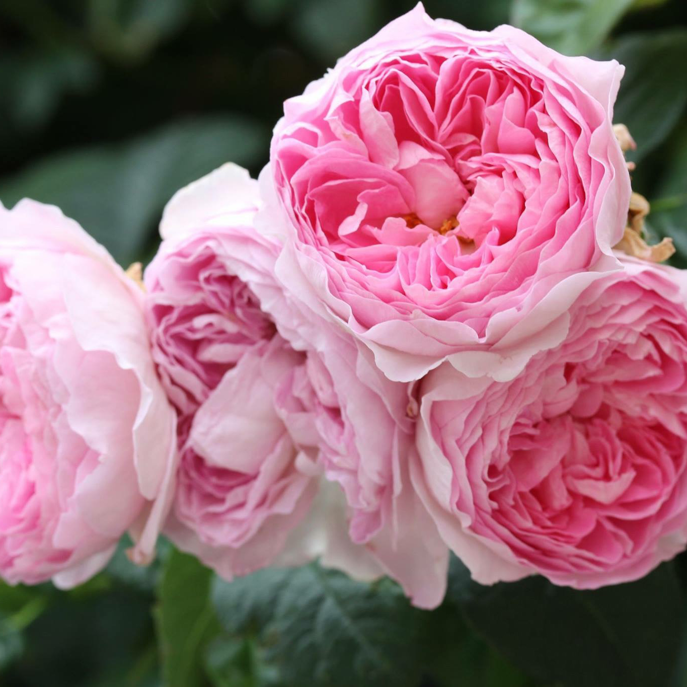 这些月季不仅美还没刺,是否更让你喜爱呢