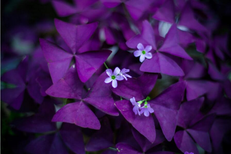 虽作绿叶亦是红花,常见地被植物推荐!