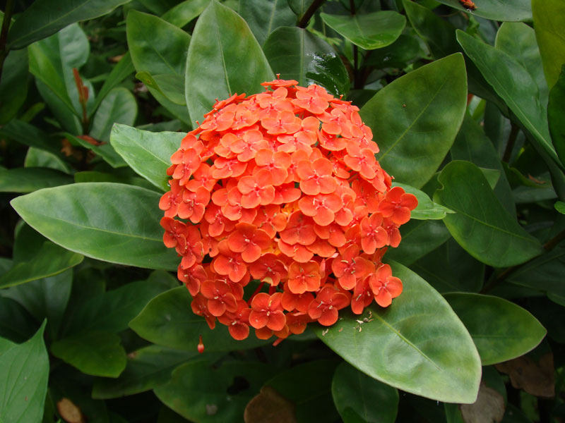 做不到养花爆盆?直接种一盆球形花就好啦