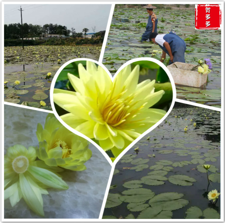 九品香水莲鲜花 九品香莲鲜花 鲜花 花头 纯露原料_7折现价29元