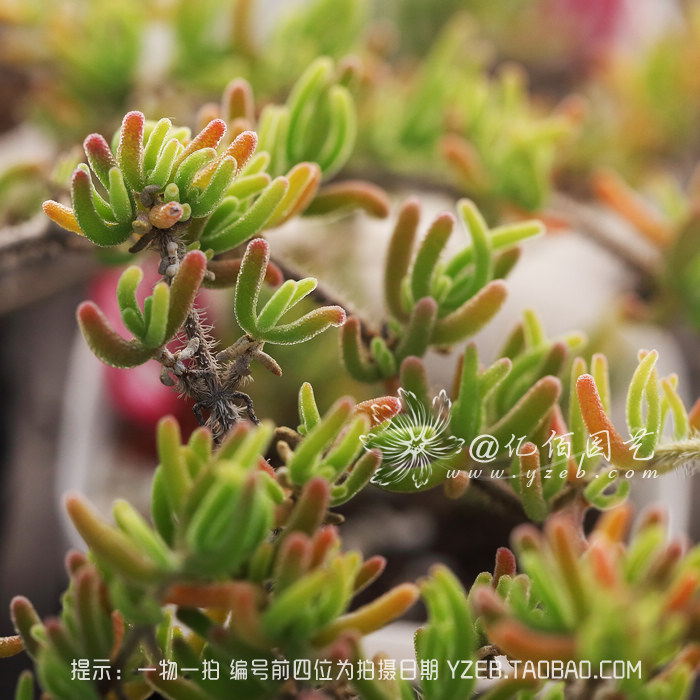枝干番杏 萌萌的 多肉植物 多头群生老桩 迷你品种 一物一拍_7折现价
