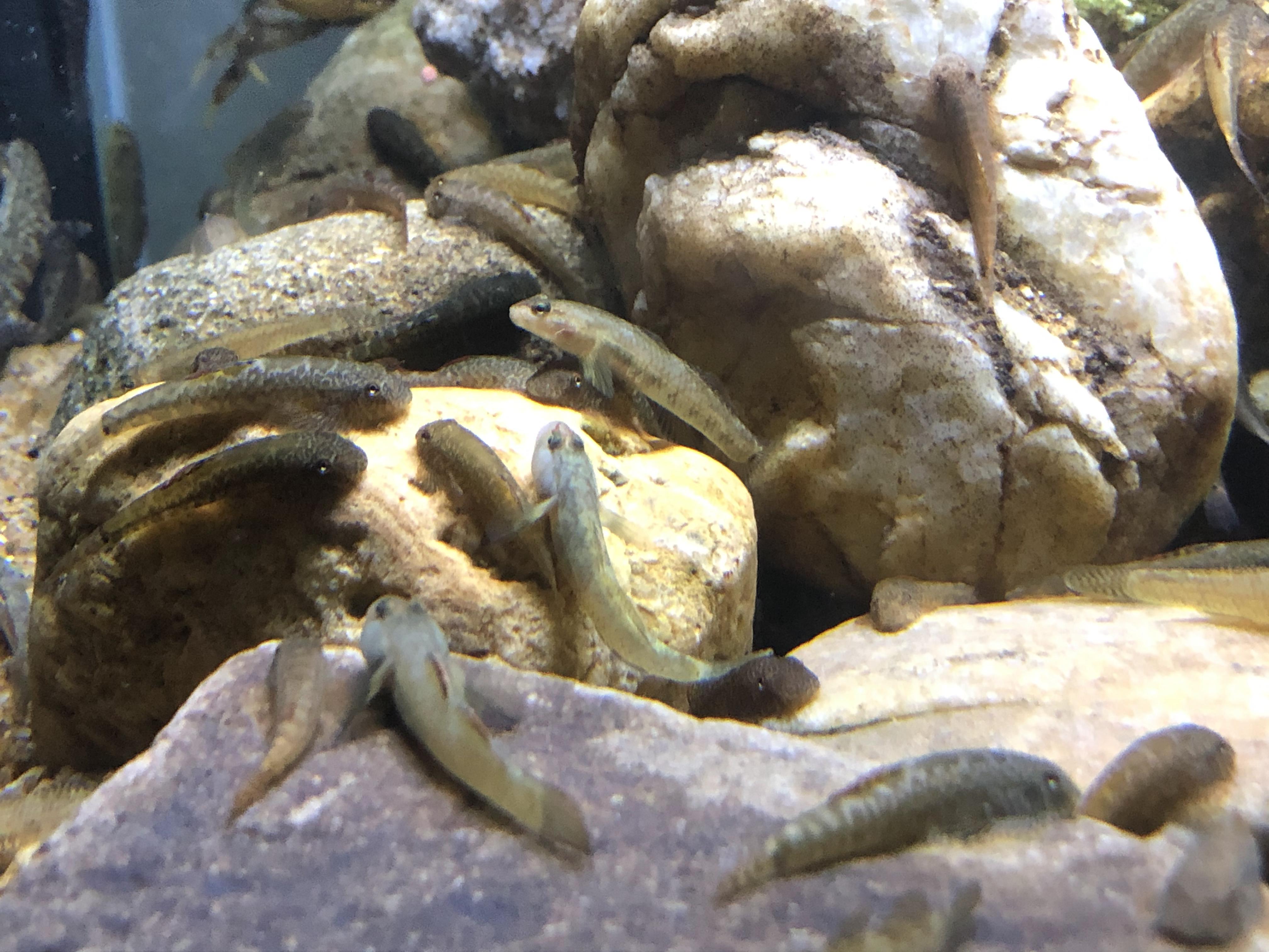 原生吸鳅鱼冷水清道夫双吸盘麦氏贵州爬岩琵琶除藻清洁工具观赏鱼