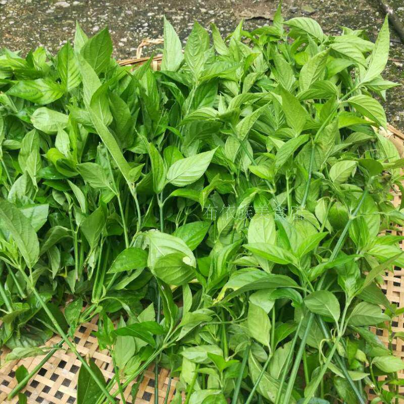 贵州五色糯米饭 紫蓝草 蕃藤 紫色米饭桨叶植物染料 端午节 粽子