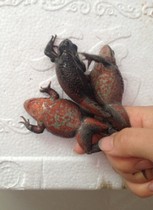Live Forest Frog Northeast Hashoad Red Belly Leather Kashish full-seed full seed long white Mountain red belly and clammy toad.