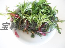 Northeast Changbai Mountain Green Mountain Wild Vegetable Fresh Mountain Wild Vegetable Wilwood Sprout 500 gr