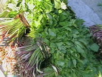 Northeast Large Leaf Cress 500 gr Long White Mountain Fresh Mountain Wild Vegetable Wild Large Leaf Cress Mountain Celery