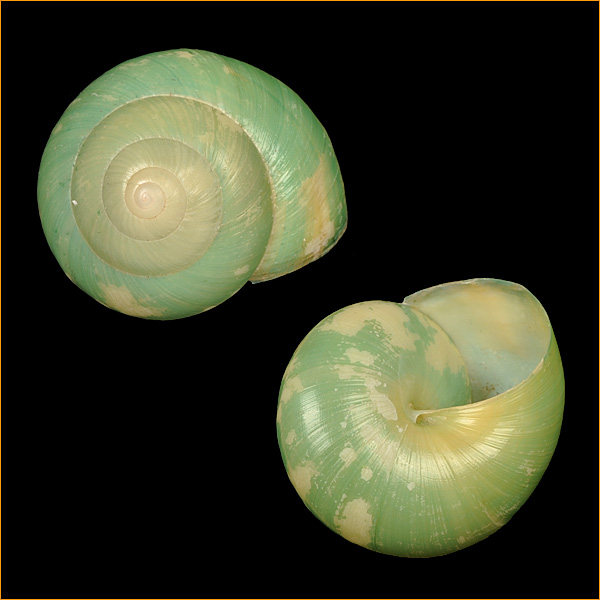 贝壳/海螺/蜗牛 asperitas bimaensis land374