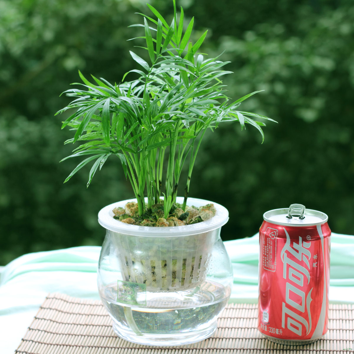 袖珍椰子 办公室绿色植物 迷你花卉盆栽 办公桌面植物