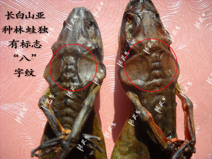 陈政余正品 中国亚种长白山脉林蛙油雪蛤线油条油雪蛤蟆油林蛙干