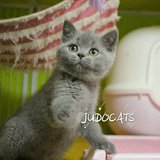 JUDO CATSCFA蓝色英国短毛猫DD蓝色