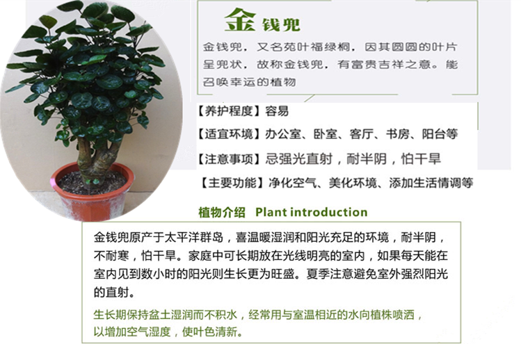 小型金钱兜树盆栽 圆叶福禄桐钱多多绿植花卉盆栽 桌面 绿色植物