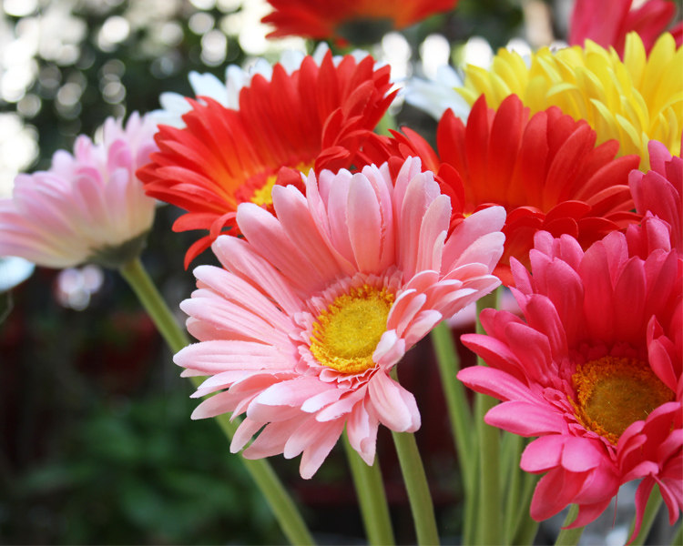 单支大花朵非洲菊高品质仿真花卉 外贸扶郎假花 餐桌上的装饰花