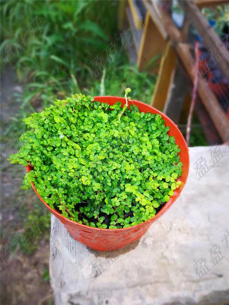 盈盈花卉多年生 假山珍珠草 麻 盆景草 吸水石上微景观植物