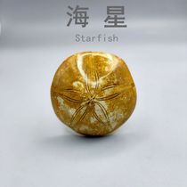 Natural Sea Urchins Fossilised Sea Star Thorns Fossilized Specimens Children Kop Instructional Specimen Collection Pendulum