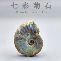 Natural Madagascar Ancient Biofossil Seven Cairoid Chrysanthemum Fossils of Chrysanthemum Geological Science specimens for children