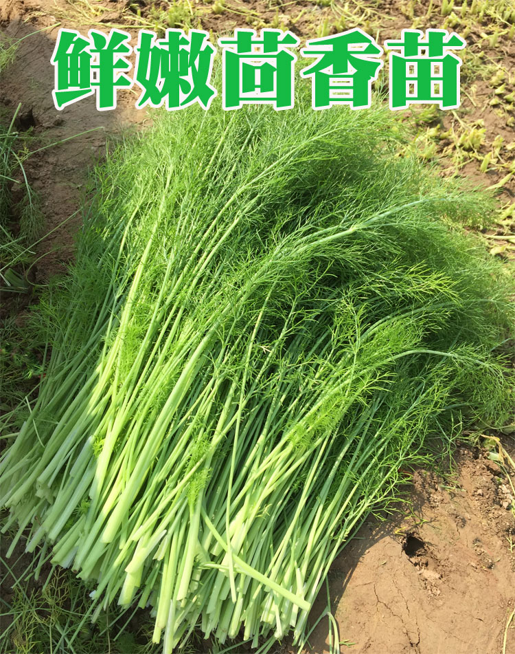 4斤茴香菜新鲜不带根包邮小茴香菜500g2斤5斤新货可顺丰茴香苗_6折