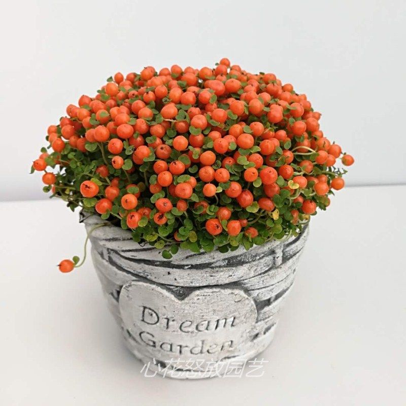 进口珊瑚念珠草北欧风珍珠橙盆栽净化空气防辐射多肉植物四季新奇_7折