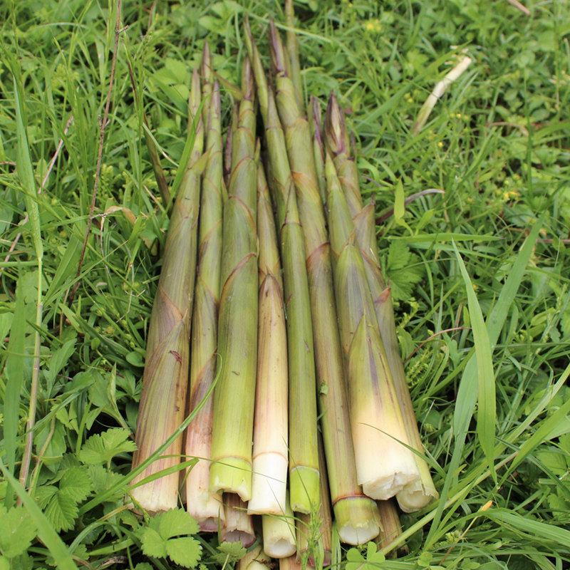 重庆新鲜野生剥壳小竹笋带壳山竹笋小春笋现挖野山笋5斤装