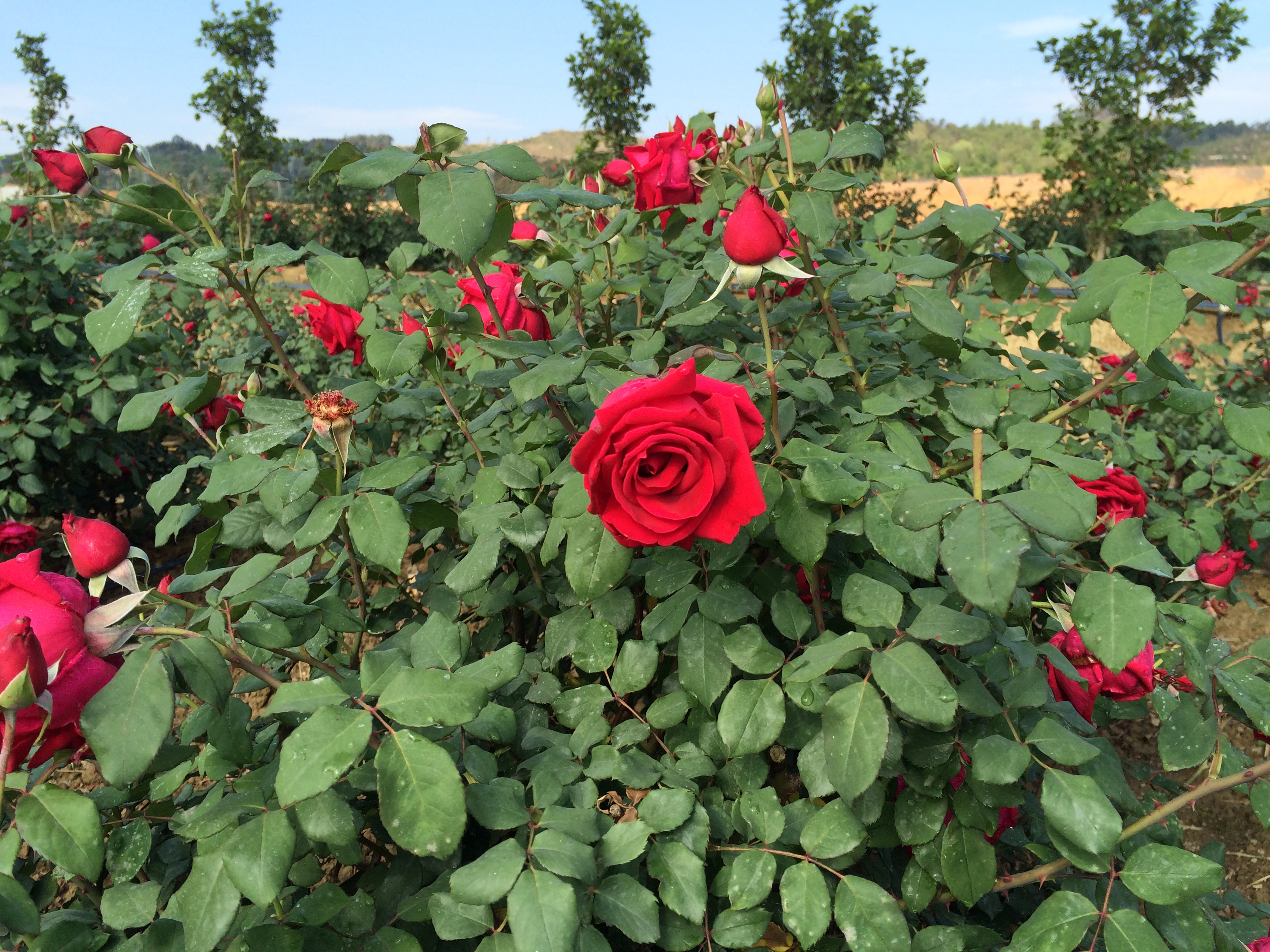 云南新鲜食用玫瑰花蕾花苞 供特百惠做酵素 每份500克二件包邮