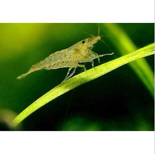 水草 花地湾水族 水草虾 黑壳虾/草虾/除藻虾 特价5元50只