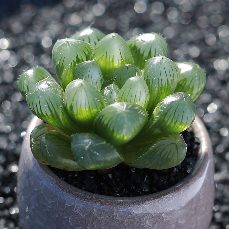 肉肉植物盆栽室内绿植花卉帝王玉露多肉植物 欧绿园艺 满28元包邮