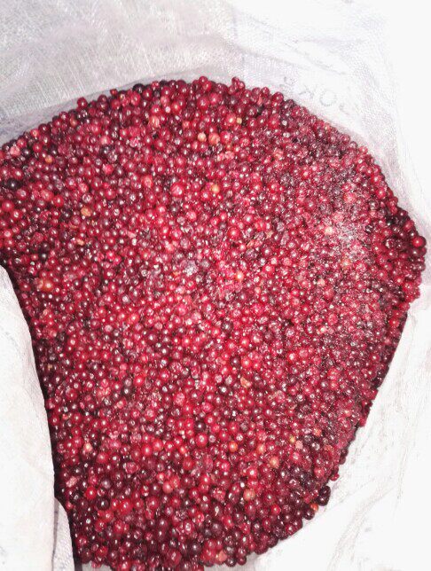 大兴安岭野生蔓越莓亚格达小红莓冻果