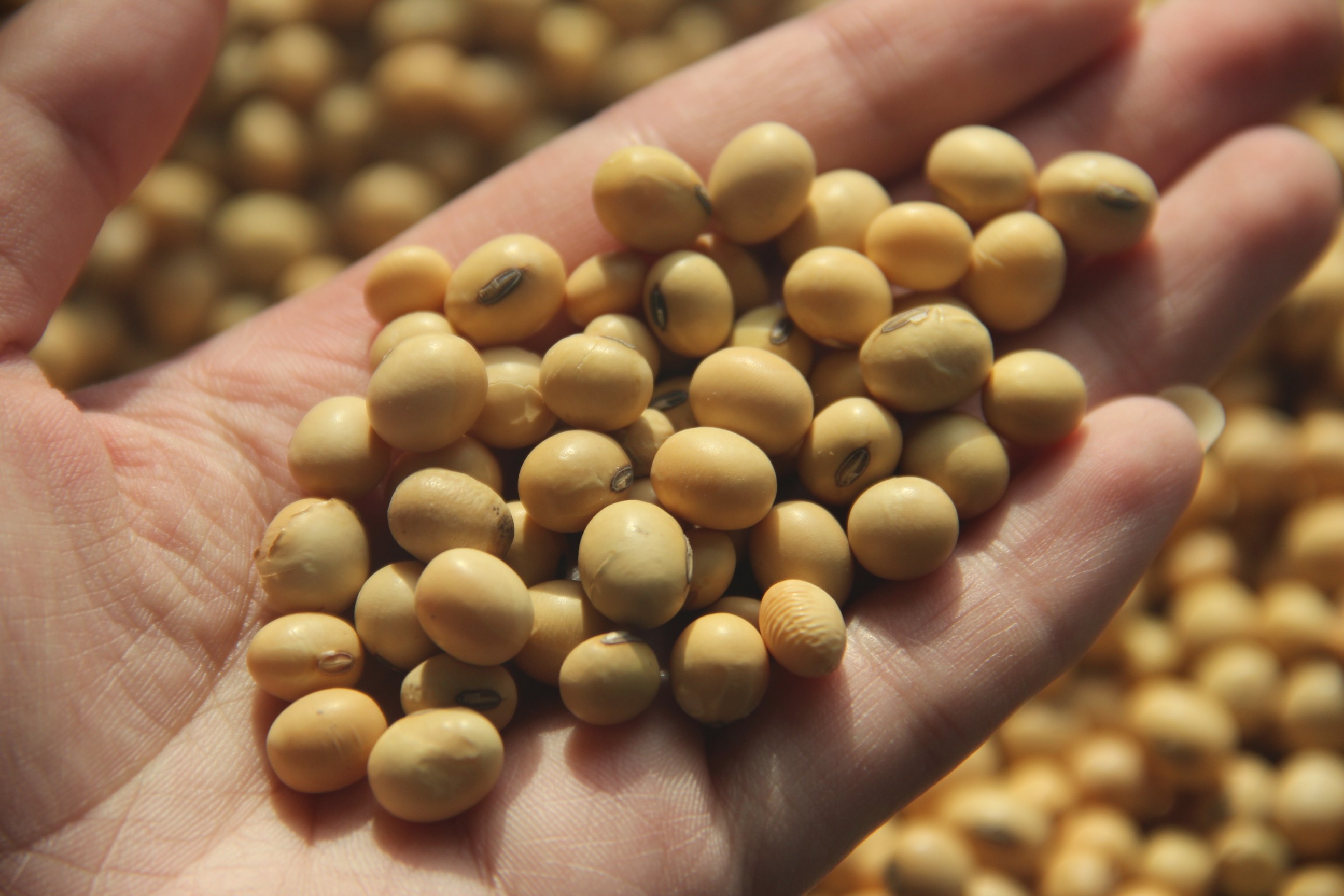 熟黄豆黑豆花生粉450克3:1:1瓶装 即食冲饮五谷杂粮粉现磨姑娘粉