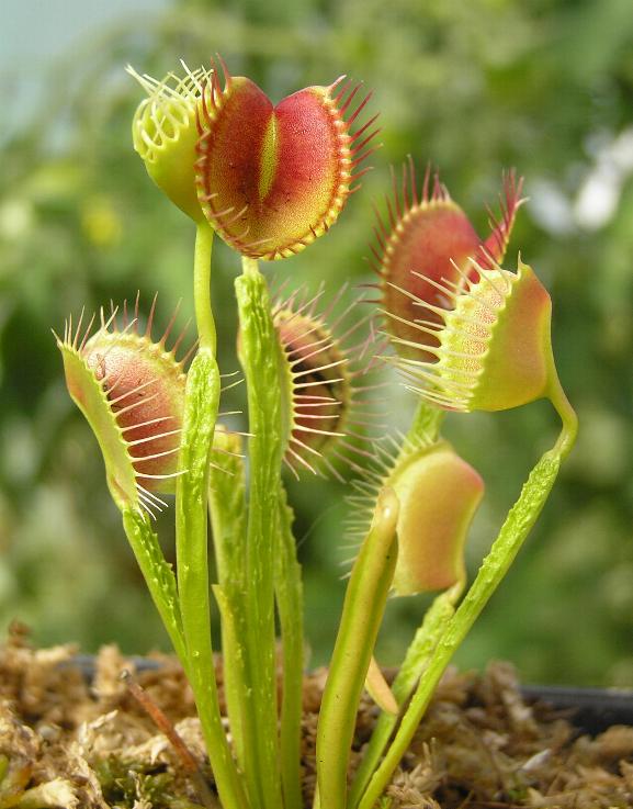 食人草杂谈真的是传说吗