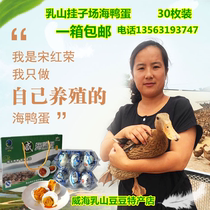 Weihai Rushan sea duck eggs fresh salt salted eggs Song Hongrong hangzifang sea duck eggs seaside 30 pieces