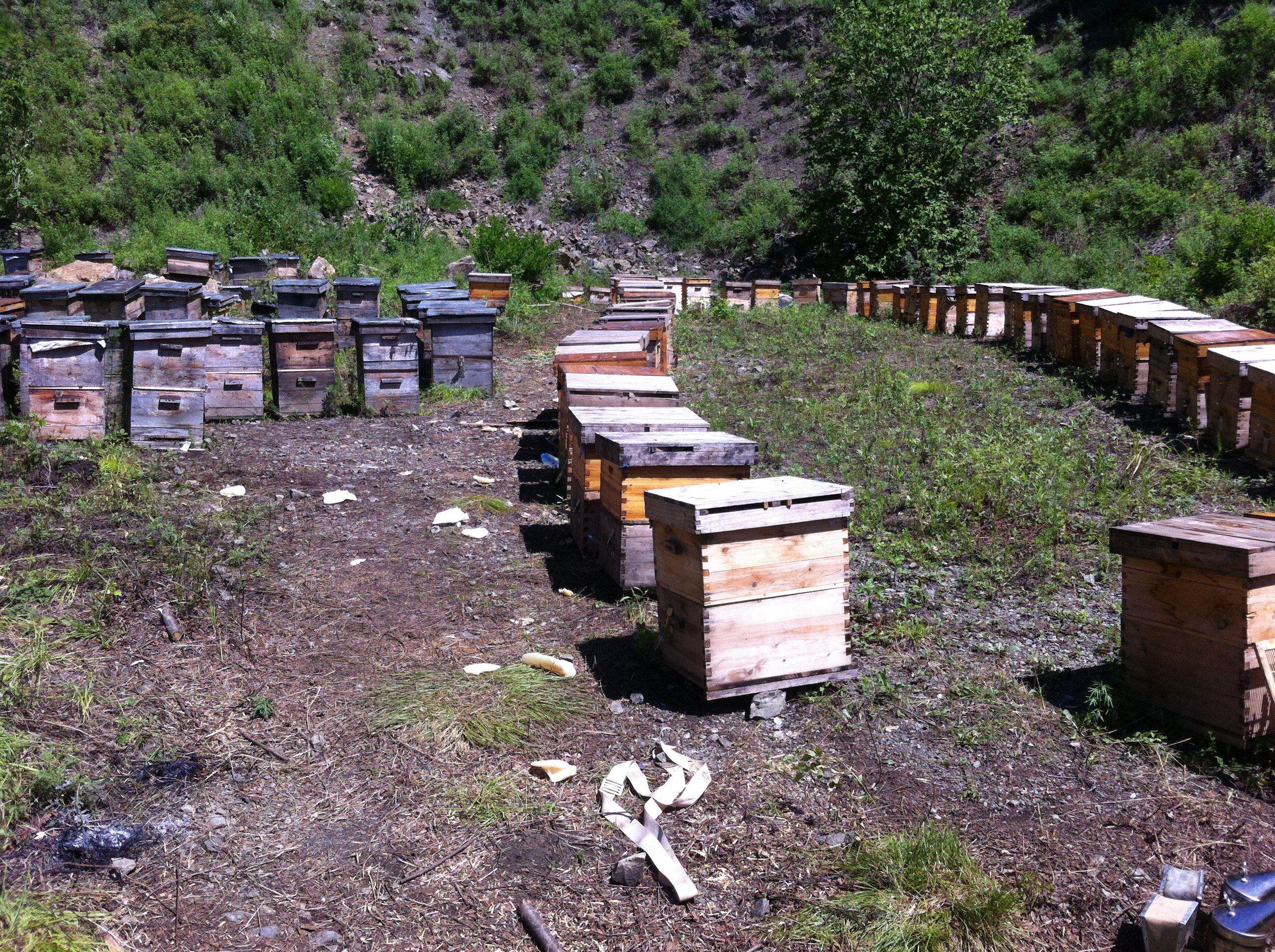 椴树蜂蜜东北黑蜂自然保护区饶河黑蜂原产地核心区蜂农自产天然.