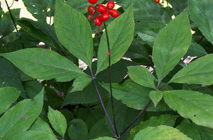 长白山正宗野生人参叶林下参叶干货本地新全叶货100克2件包邮