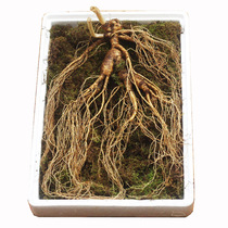 Ginseng Net Weight 200-250 Kettaishan Ginseng Changbai Mountain Lower Ginseng Ginseng Soak in Fresh Ginseng
