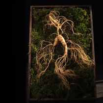 This year New stock 25 years Genfresh Mountain with 70 gr now Fresh Wild Mountain Ginseng Changbai Ginseng Lower part in the whole branch