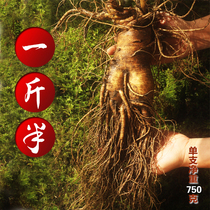 Single-kilogram and half rare ginseng Changbai Mountain fresh ginseng to dig fresh ginseng mountain ginseng (750 gr)
