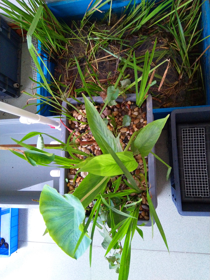 鱼缸鱼池龟池沼泽过滤挺水植物套餐水培水生植物水菖蒲芋头美人蕉