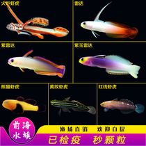 Radar Purple Jade Radar Small Shrimp Tiger Courage Smaller and Easy to Feed Sea Fish Coral Living Seawater Pets