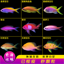 Violet Sea Goldfish Blue Eyed Gem Fish Hawaiian Gemstone Ultravio Fish Live Viewing Fish Aquatic Organisms