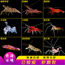 Doctor Shrimp Clean Shrimp Mechanical Beauty Mint Flame Shrimp Fake Mianyang Shrimp Function Shrimp Eat Algae and Rubbish Crab