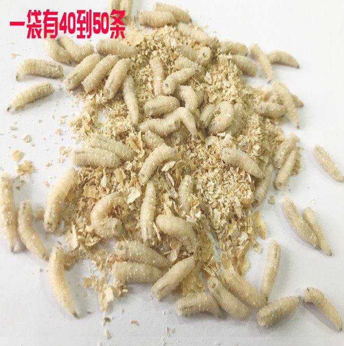 包邮蛆虫活饵蛆钓鱼饵 白虫 活蛆 蛆虫 野钓海钓万能饵 鲫鱼饵