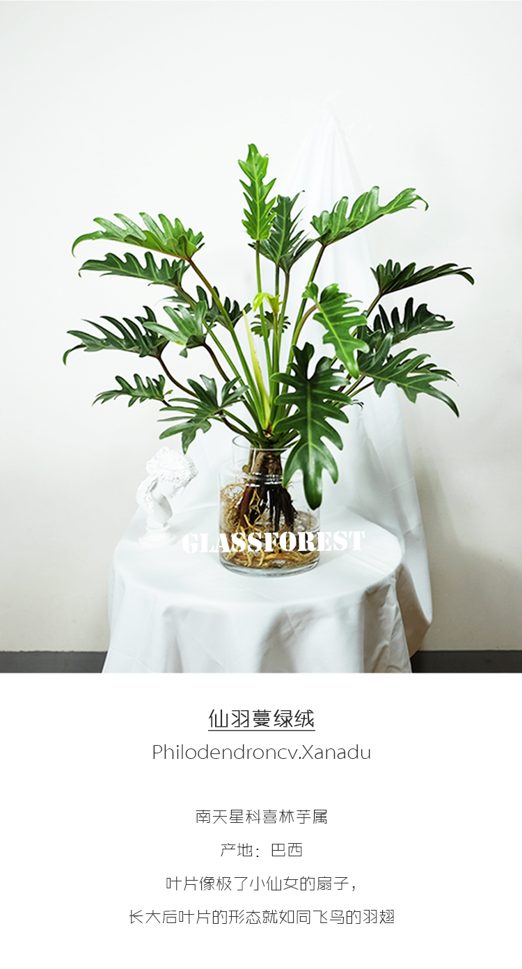 小天使植物 玻璃蔓绿绒 仙羽蔓绿绒 春羽 水培森林无北欧风非常容