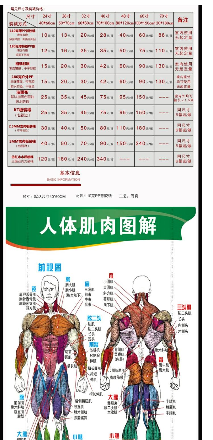 医院科室解剖挂图人体肌肉图解 肌肉健身海报医学基础宣传挂画