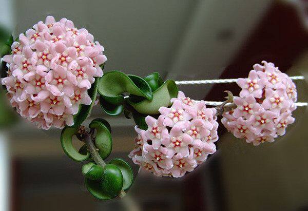 新型室内盆栽—卷叶球兰,花叶俱美,芳香满屋